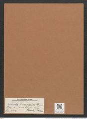 Navicula hungarica var. humilis (Donk.) Grun. (de-Toni-Nr.: Genus 1, Species 114) Zeichnungen Sammlung Grunow Mappe 00094 (Herbarium_W_Grunow_drawings_Folder_00094)